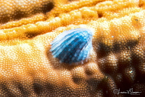 Crystalline Sea Star Snail/Photographed with a Canon 60 m... by Laurie Slawson 